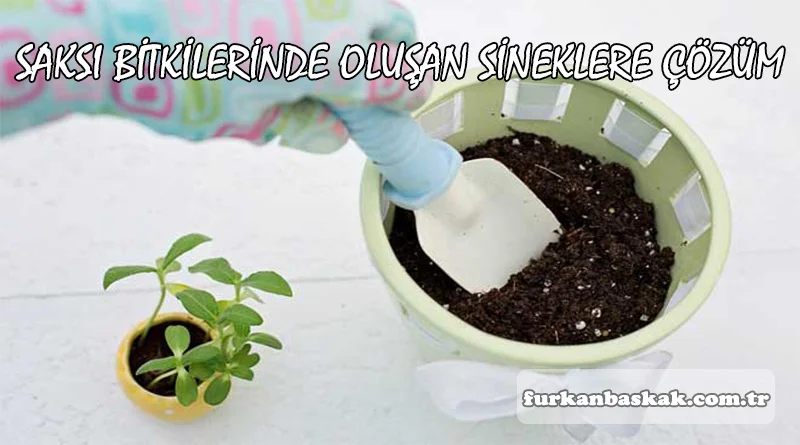 aloe vera sineklendi Organic Aloe Vera – Sknfed