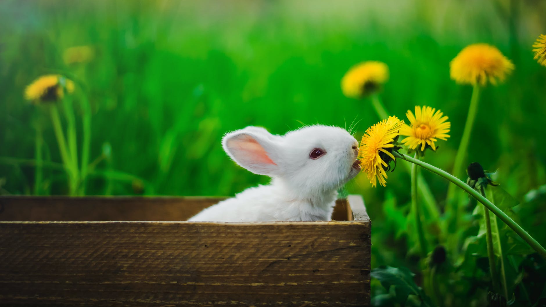 white rabbit in brown wooden box